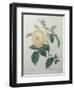 Yellow Rose of the Indies-Pierre-Joseph Redoute-Framed Art Print