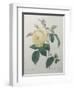 Yellow Rose of the Indies-Pierre-Joseph Redoute-Framed Art Print