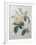 Yellow Rose of the Indies-Pierre-Joseph Redoute-Framed Art Print