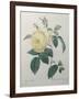 Yellow Rose of the Indies-Pierre-Joseph Redoute-Framed Art Print