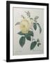 Yellow Rose of the Indies-Pierre-Joseph Redoute-Framed Art Print