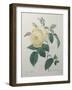 Yellow Rose of the Indies-Pierre-Joseph Redoute-Framed Art Print