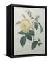 Yellow Rose of the Indies-Pierre-Joseph Redoute-Framed Stretched Canvas