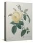 Yellow Rose of the Indies-Pierre-Joseph Redoute-Stretched Canvas