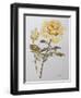 Yellow Rose with Leaves with Bud, 2012-Joan Thewsey-Framed Premium Giclee Print