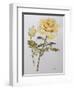 Yellow Rose with Leaves with Bud, 2012-Joan Thewsey-Framed Premium Giclee Print