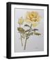 Yellow Rose with Leaves with Bud, 2012-Joan Thewsey-Framed Giclee Print