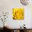 Yellow Rose-Joseph Eta-Giclee Print displayed on a wall