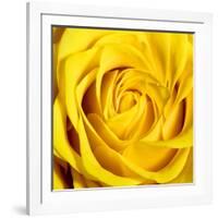 Yellow Rose-Joseph Eta-Framed Giclee Print