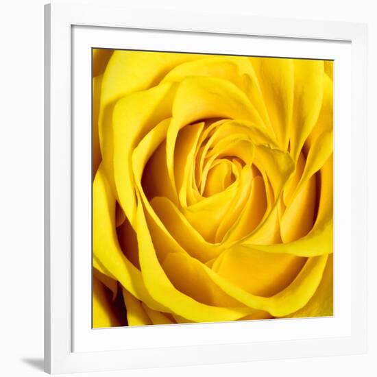 Yellow Rose-Joseph Eta-Framed Giclee Print