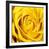 Yellow Rose-Joseph Eta-Framed Giclee Print