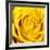 Yellow Rose-Joseph Eta-Framed Giclee Print