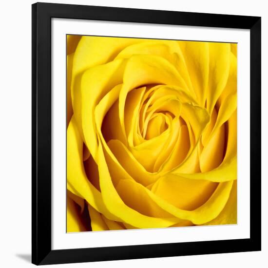 Yellow Rose-Joseph Eta-Framed Giclee Print