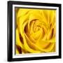 Yellow Rose-Joseph Eta-Framed Giclee Print