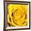 Yellow Rose-Joseph Eta-Framed Giclee Print