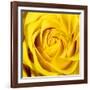 Yellow Rose-Joseph Eta-Framed Giclee Print