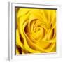 Yellow Rose-Joseph Eta-Framed Giclee Print