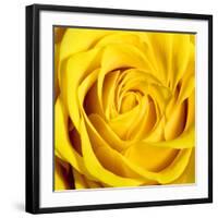 Yellow Rose-Joseph Eta-Framed Giclee Print