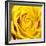 Yellow Rose-Joseph Eta-Framed Giclee Print