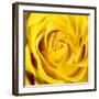 Yellow Rose-Joseph Eta-Framed Giclee Print