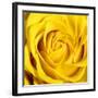 Yellow Rose-Joseph Eta-Framed Giclee Print