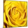 Yellow Rose-Joseph Eta-Mounted Giclee Print