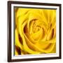 Yellow Rose-Joseph Eta-Framed Giclee Print