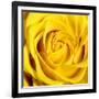 Yellow Rose-Joseph Eta-Framed Giclee Print