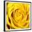 Yellow Rose-Joseph Eta-Framed Giclee Print