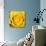 Yellow Rose-Joseph Eta-Stretched Canvas displayed on a wall