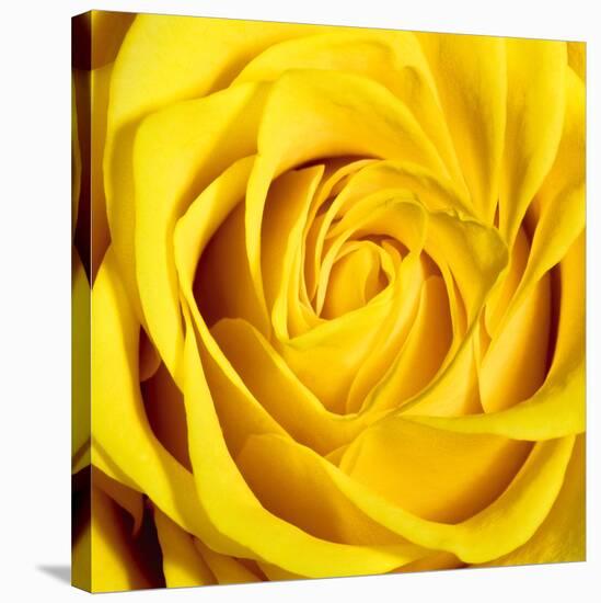 Yellow Rose-Joseph Eta-Stretched Canvas