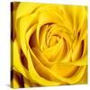 Yellow Rose-Joseph Eta-Stretched Canvas