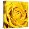 Yellow Rose-Joseph Eta-Stretched Canvas