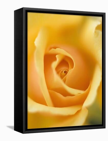 Yellow Rose-null-Framed Stretched Canvas