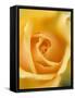 Yellow Rose-null-Framed Stretched Canvas