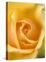 Yellow Rose-null-Stretched Canvas