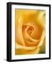 Yellow Rose-null-Framed Premium Photographic Print