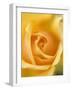 Yellow Rose-null-Framed Premium Photographic Print