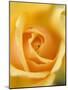 Yellow Rose-null-Mounted Premium Photographic Print