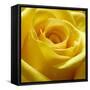 Yellow Rose-null-Framed Stretched Canvas