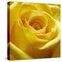 Yellow Rose-null-Stretched Canvas