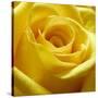 Yellow Rose-null-Stretched Canvas