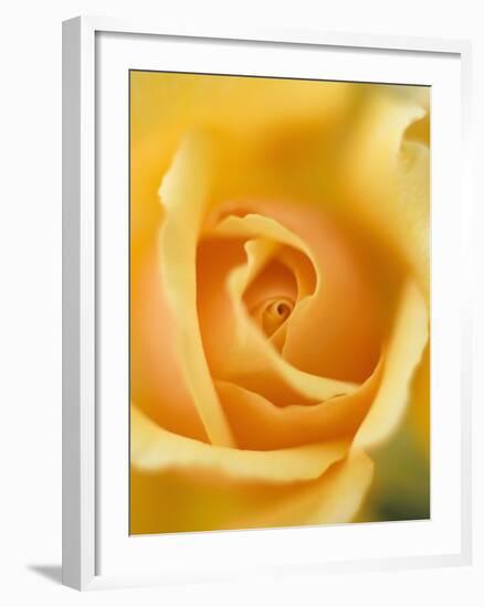 Yellow Rose-null-Framed Photographic Print