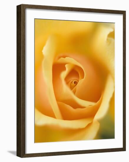 Yellow Rose-null-Framed Photographic Print