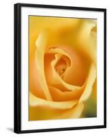 Yellow Rose-null-Framed Photographic Print