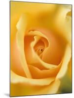 Yellow Rose-null-Mounted Photographic Print