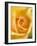 Yellow Rose-null-Framed Photographic Print