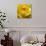 Yellow Rose-null-Photographic Print displayed on a wall