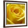 Yellow Rose-null-Framed Photographic Print