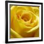 Yellow Rose-null-Framed Photographic Print